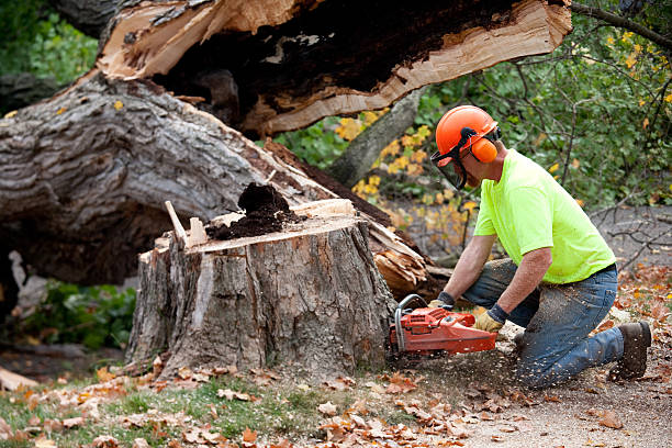 The Steps Involved in Our Tree Care Process in Little River, SC